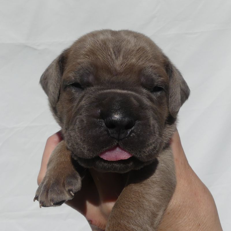Des Gardiens De Cebenna - Chiots disponibles - Cane Corso