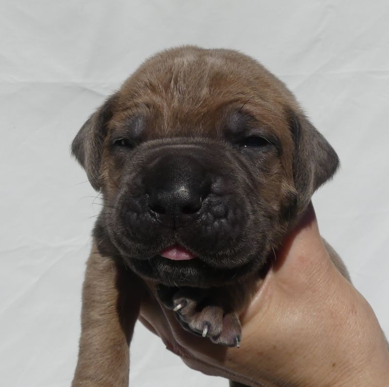 Des Gardiens De Cebenna - Chiots disponibles - Cane Corso