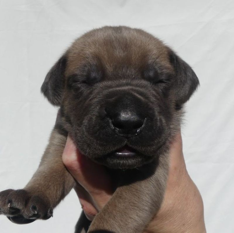 Des Gardiens De Cebenna - Chiots disponibles - Cane Corso