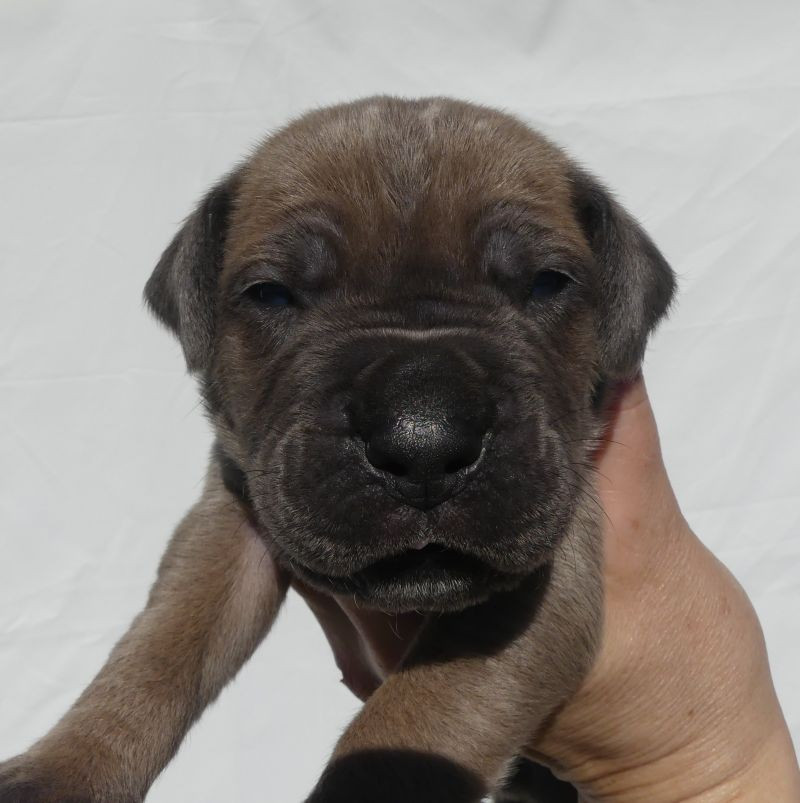 Des Gardiens De Cebenna - Chiots disponibles - Cane Corso