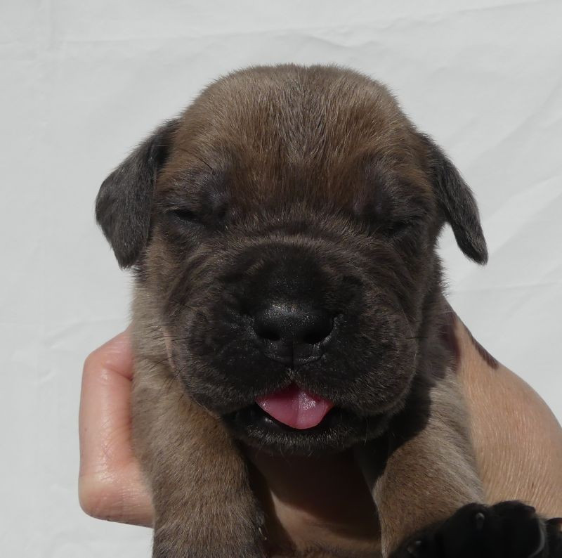 Des Gardiens De Cebenna - Chiots disponibles - Cane Corso