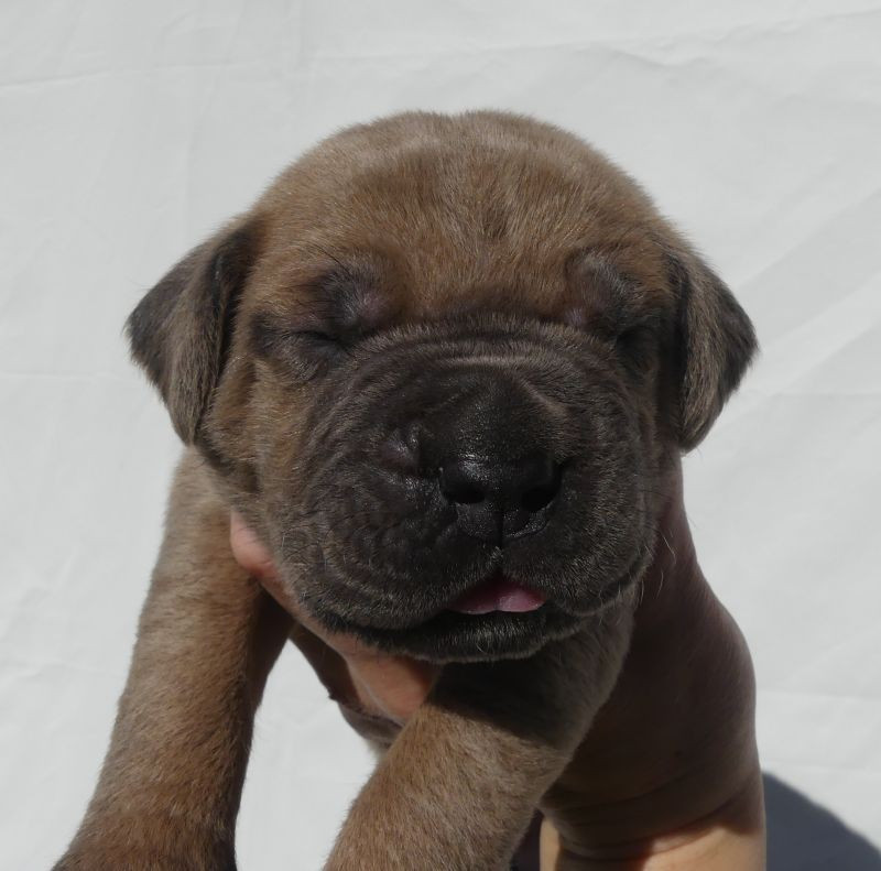 Des Gardiens De Cebenna - Chiots disponibles - Cane Corso