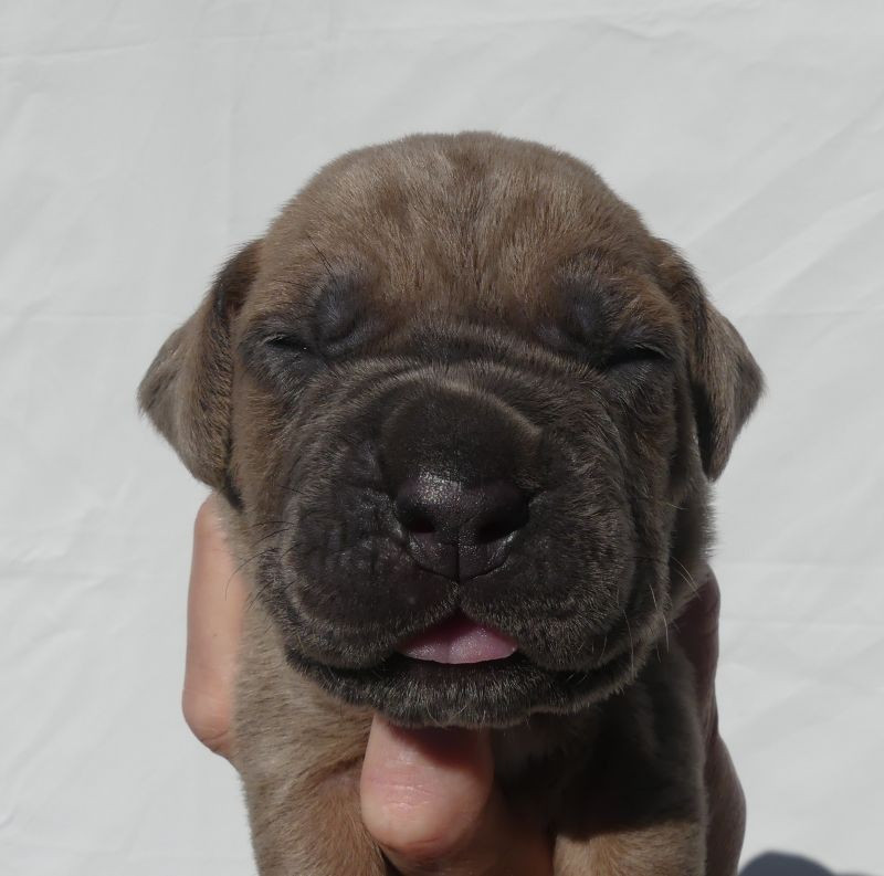Des Gardiens De Cebenna - Chiots disponibles - Cane Corso