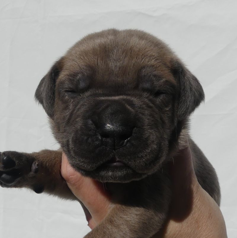 Des Gardiens De Cebenna - Chiots disponibles - Cane Corso