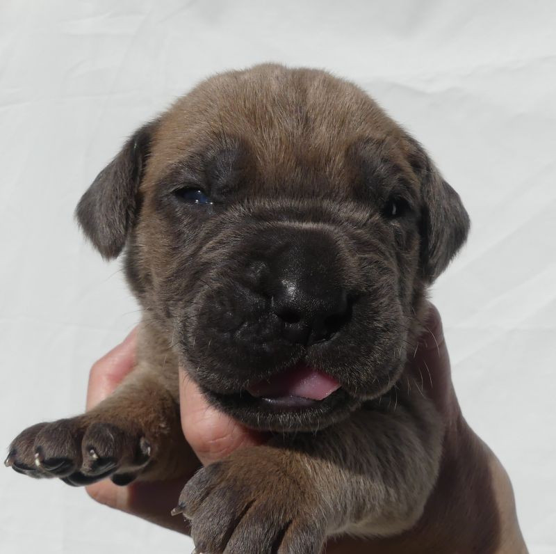 Des Gardiens De Cebenna - Chiots disponibles - Cane Corso