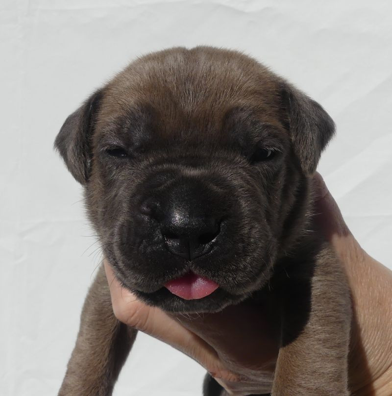 Des Gardiens De Cebenna - Chiots disponibles - Cane Corso