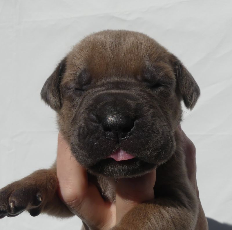 Des Gardiens De Cebenna - Chiots disponibles - Cane Corso