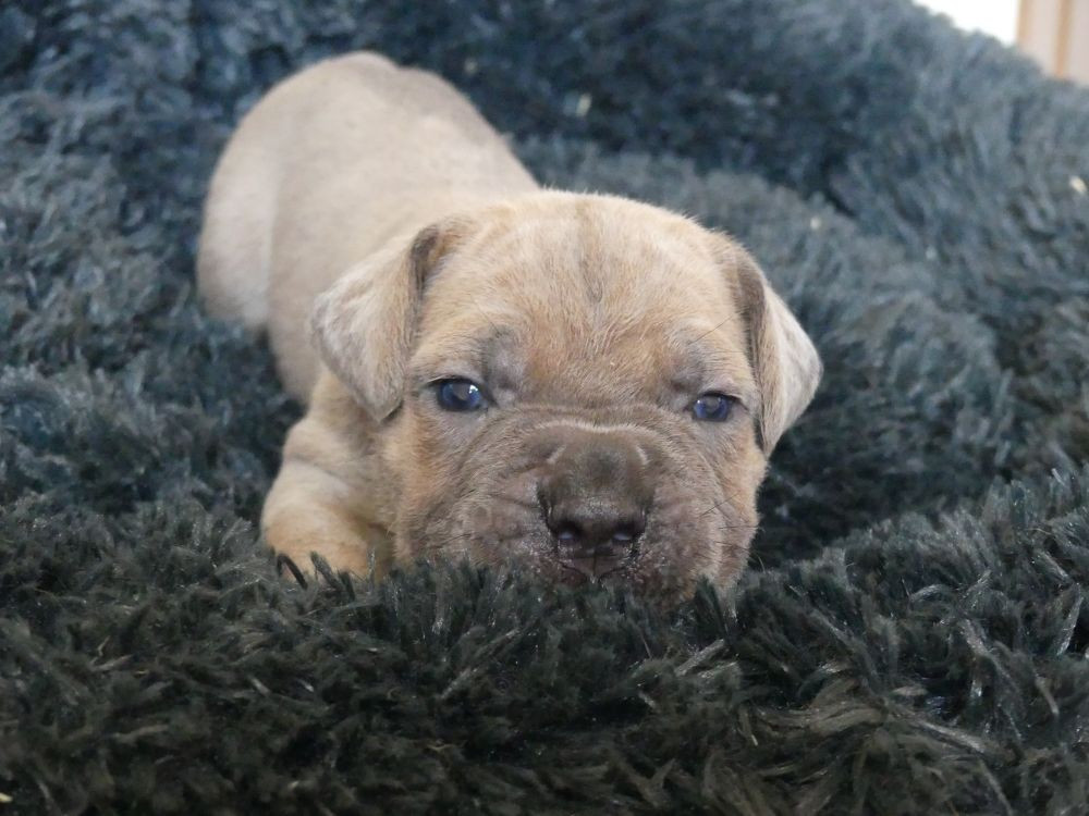 Des Gardiens De Cebenna - Chiots disponibles - Cane Corso