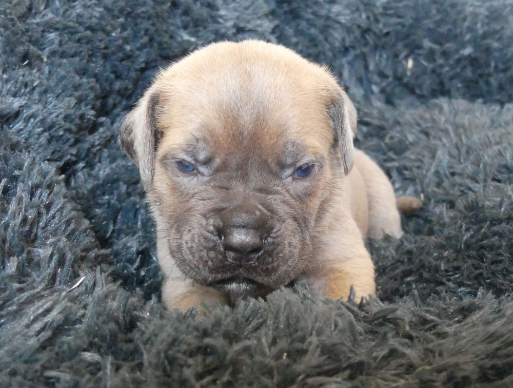 Des Gardiens De Cebenna - Chiots disponibles - Cane Corso