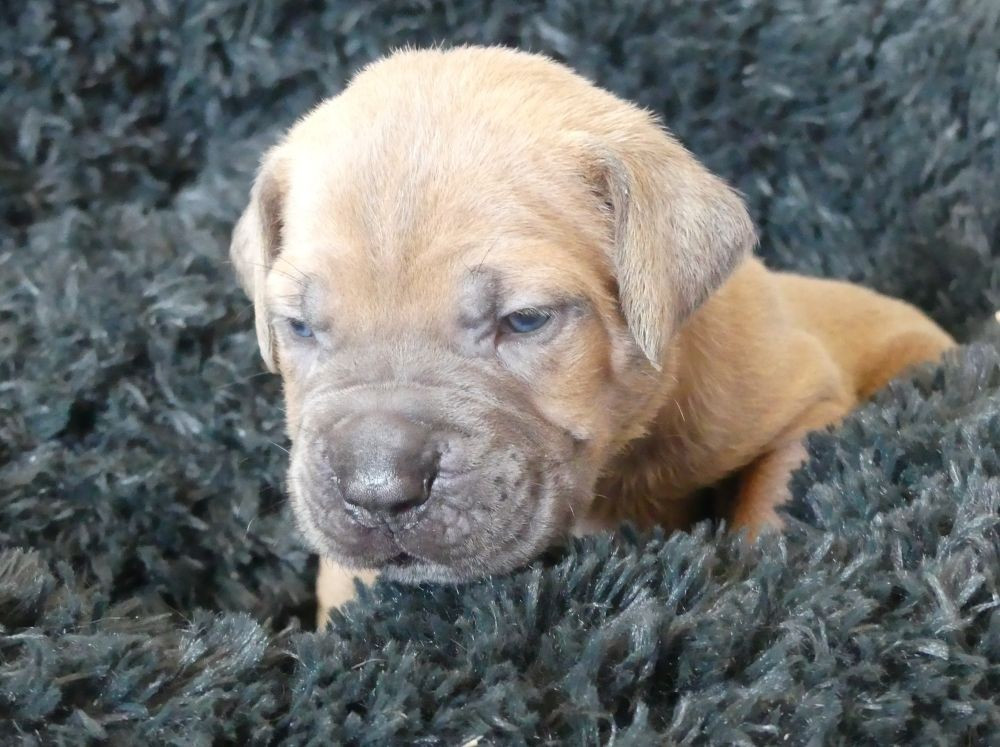 Des Gardiens De Cebenna - Chiots disponibles - Cane Corso