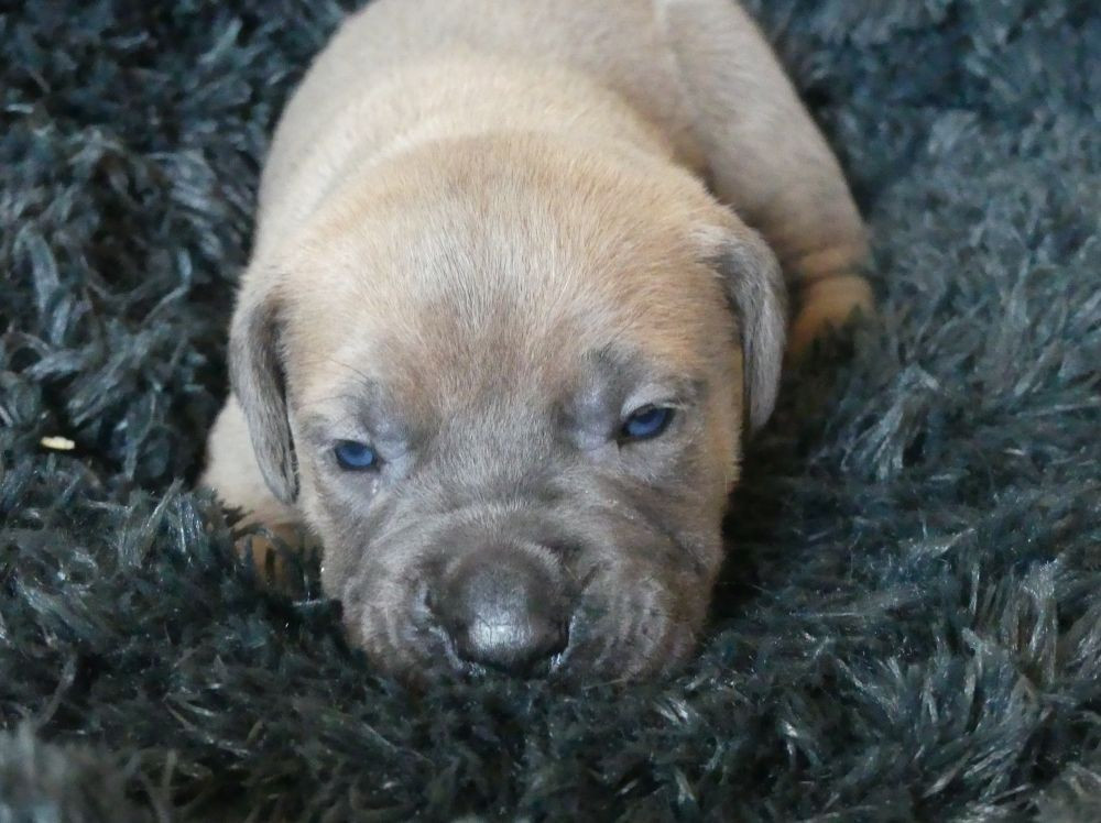 Des Gardiens De Cebenna - Chiots disponibles - Cane Corso