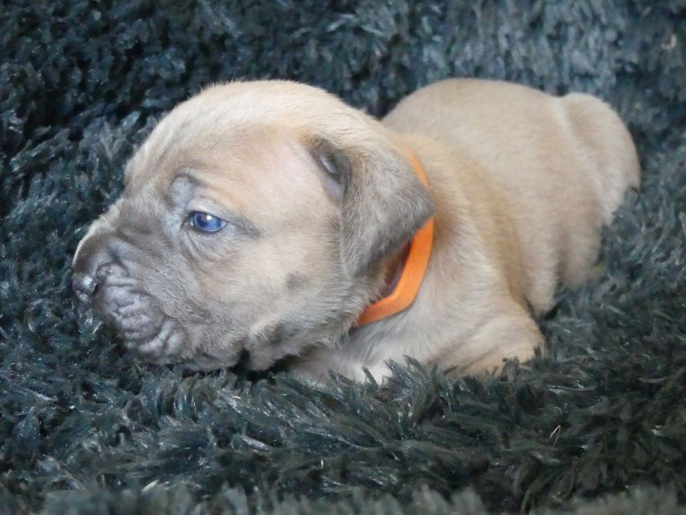 Des Gardiens De Cebenna - Chiots disponibles - Cane Corso