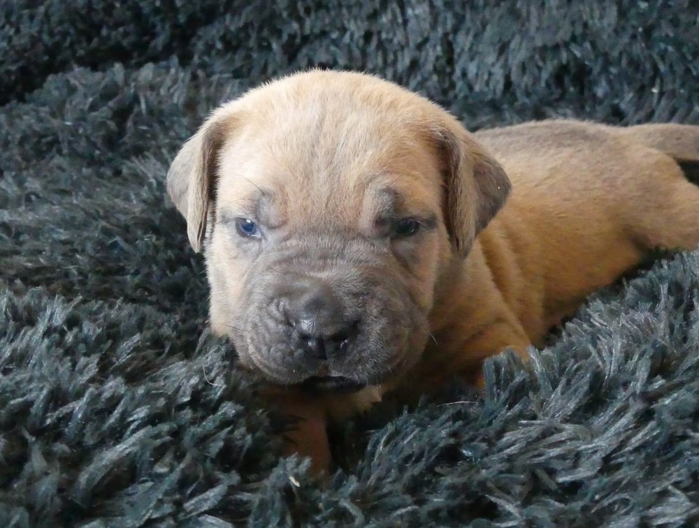 Des Gardiens De Cebenna - Chiots disponibles - Cane Corso