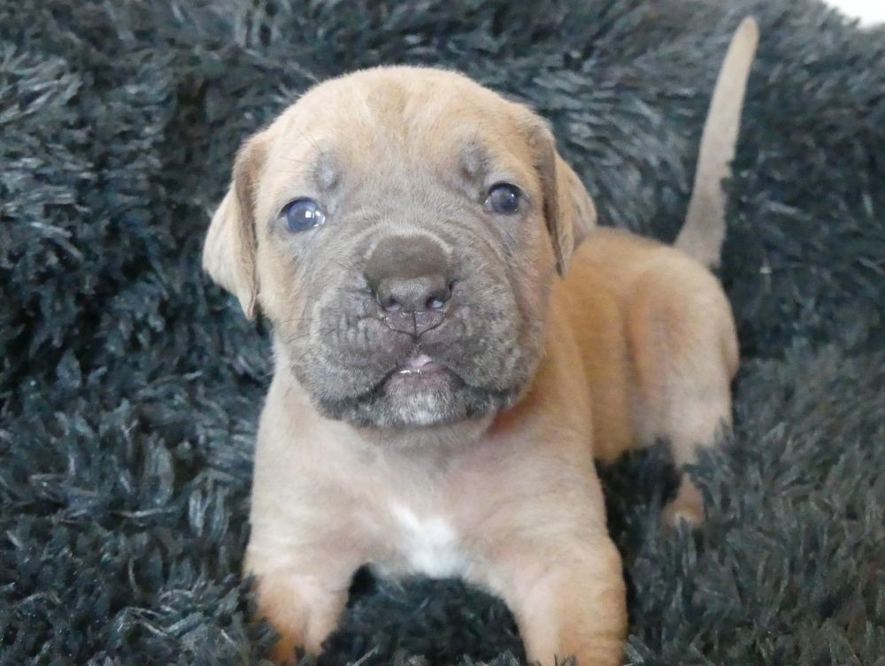 Des Gardiens De Cebenna - Chiots disponibles - Cane Corso