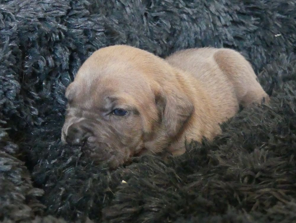 Des Gardiens De Cebenna - Chiots disponibles - Cane Corso