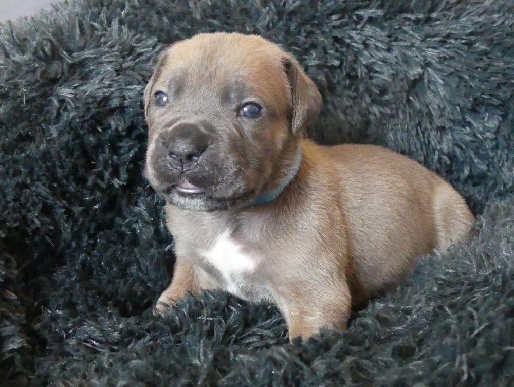 Des Gardiens De Cebenna - Chiots disponibles - Cane Corso