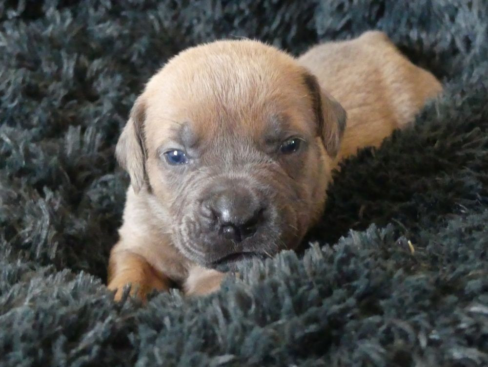 Des Gardiens De Cebenna - Chiots disponibles - Cane Corso