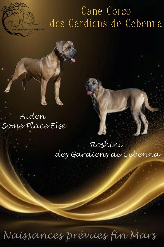 Chiot Cane Corso Des Gardiens De Cebenna
