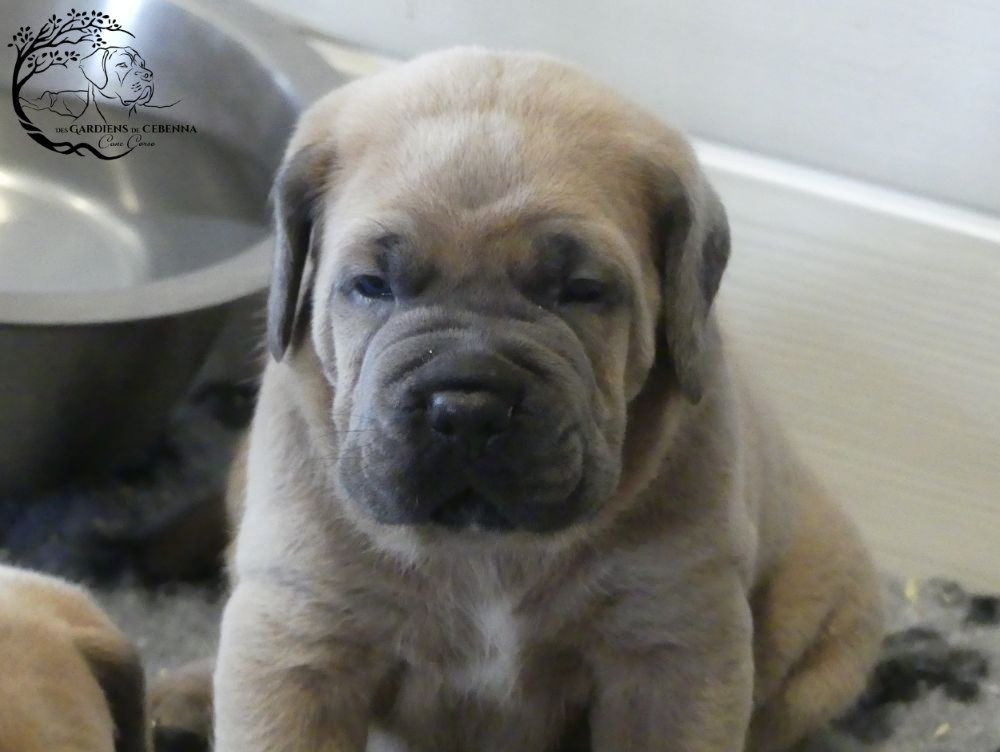 Des Gardiens De Cebenna - Chiots disponibles - Cane Corso