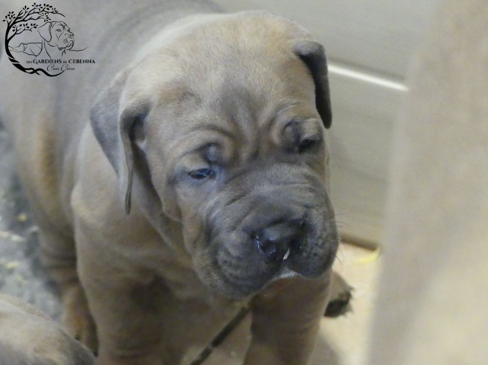 Des Gardiens De Cebenna - Chiots disponibles - Cane Corso