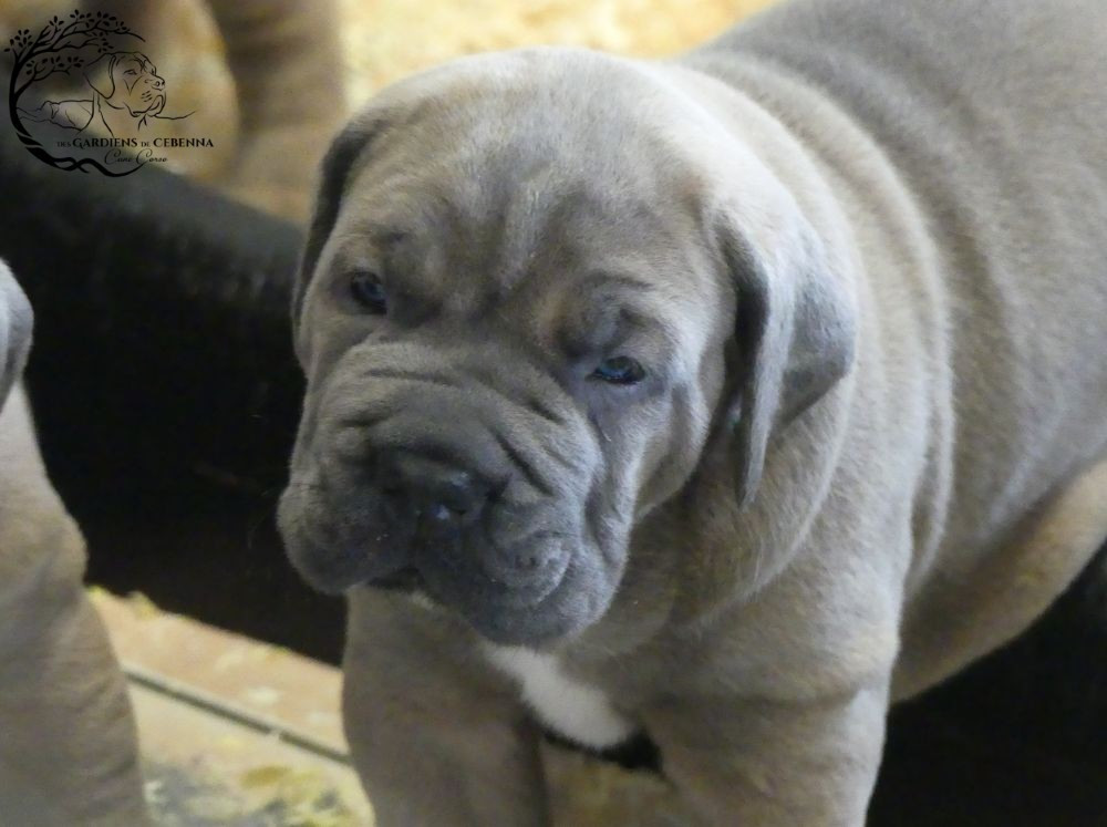 Des Gardiens De Cebenna - Chiots disponibles - Cane Corso