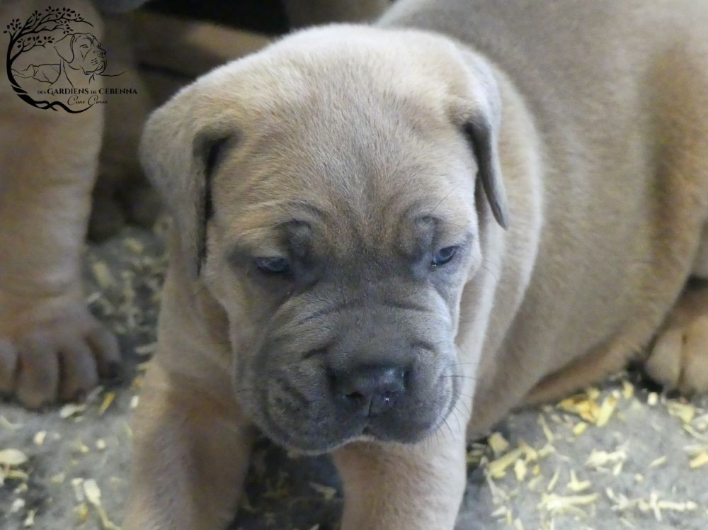 Des Gardiens De Cebenna - Chiots disponibles - Cane Corso