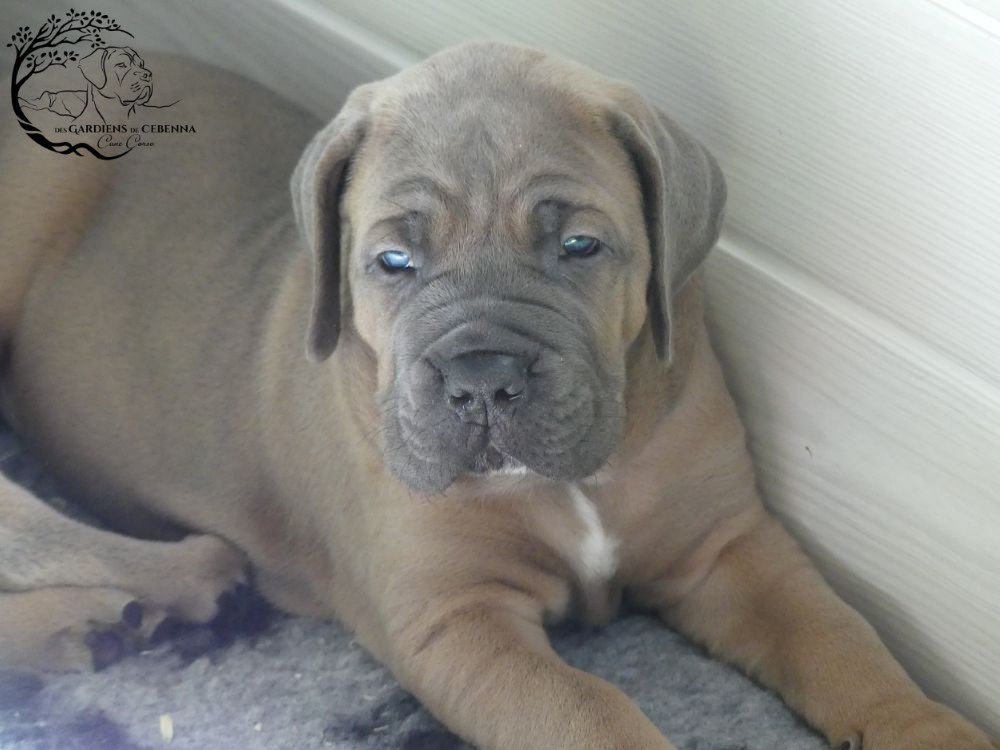 Des Gardiens De Cebenna - Chiots disponibles - Cane Corso