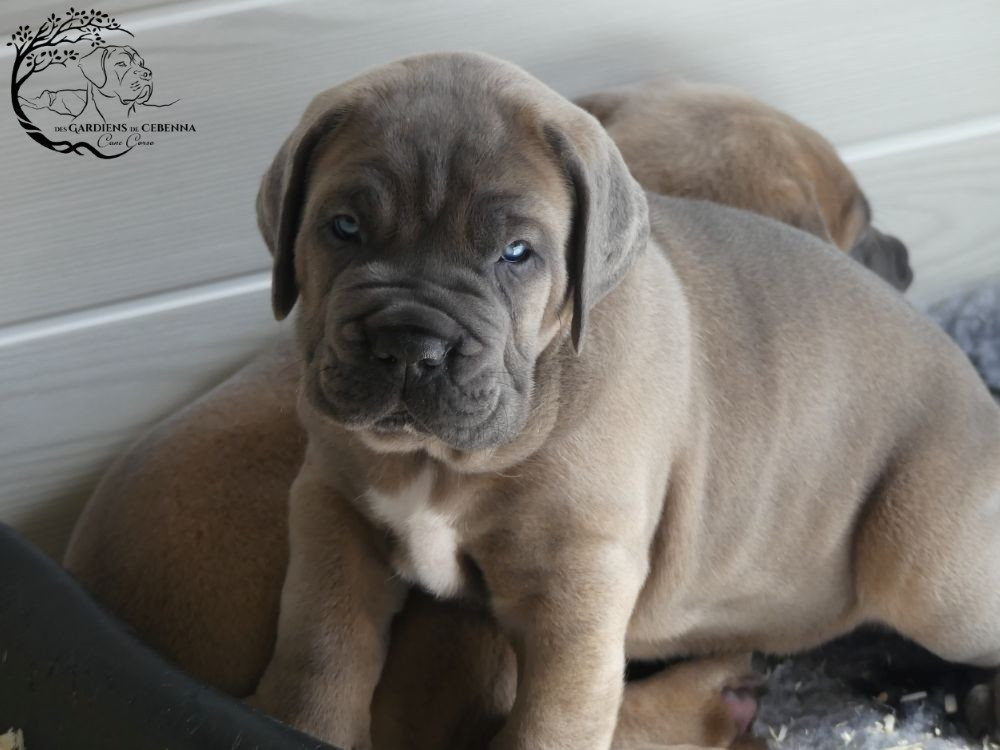 Des Gardiens De Cebenna - Chiots disponibles - Cane Corso