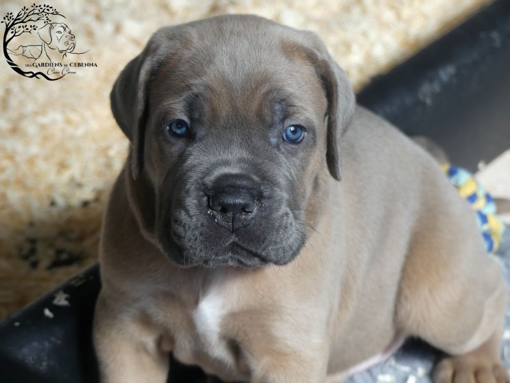 Des Gardiens De Cebenna - Chiots disponibles - Cane Corso