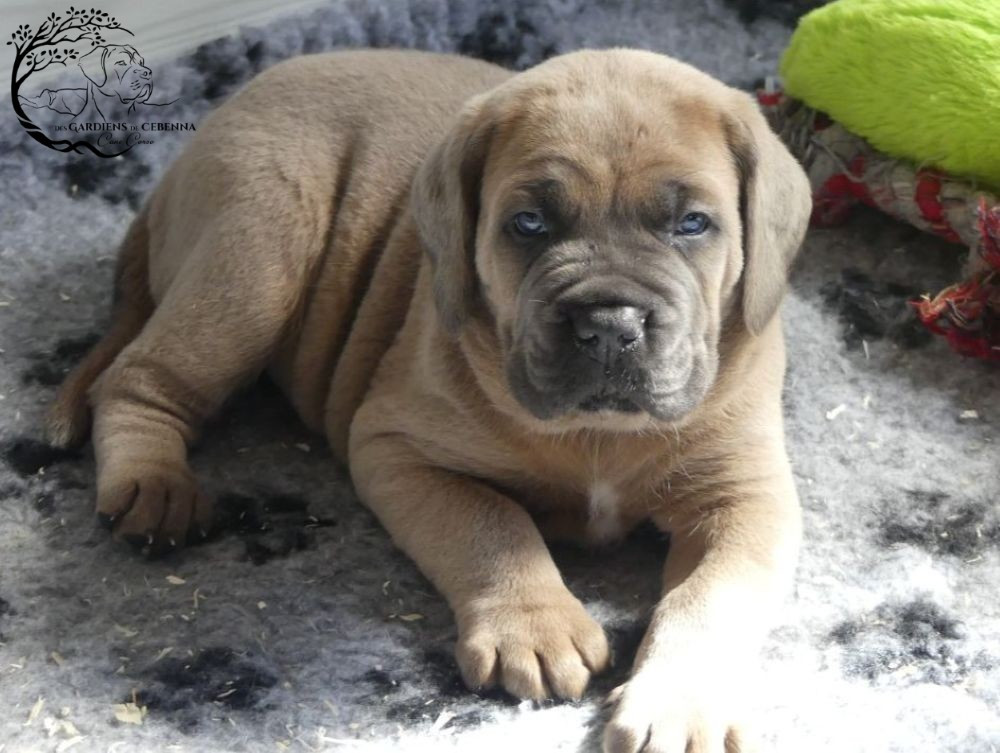 Des Gardiens De Cebenna - Chiots disponibles - Cane Corso