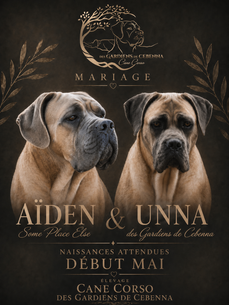 Chiot Cane Corso Des Gardiens De Cebenna