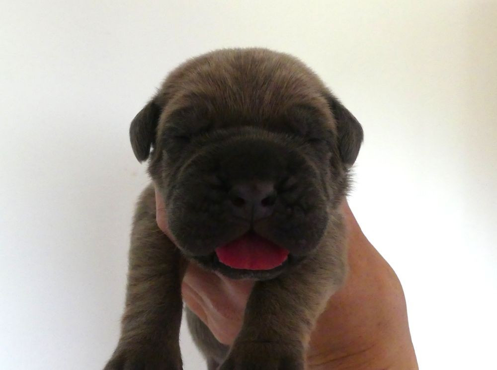 Des Gardiens De Cebenna - Chiots disponibles - Cane Corso