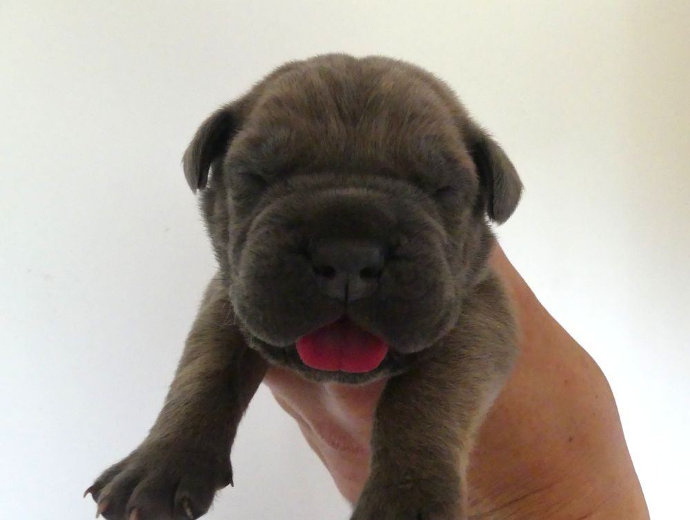 Des Gardiens De Cebenna - Chiots disponibles - Cane Corso