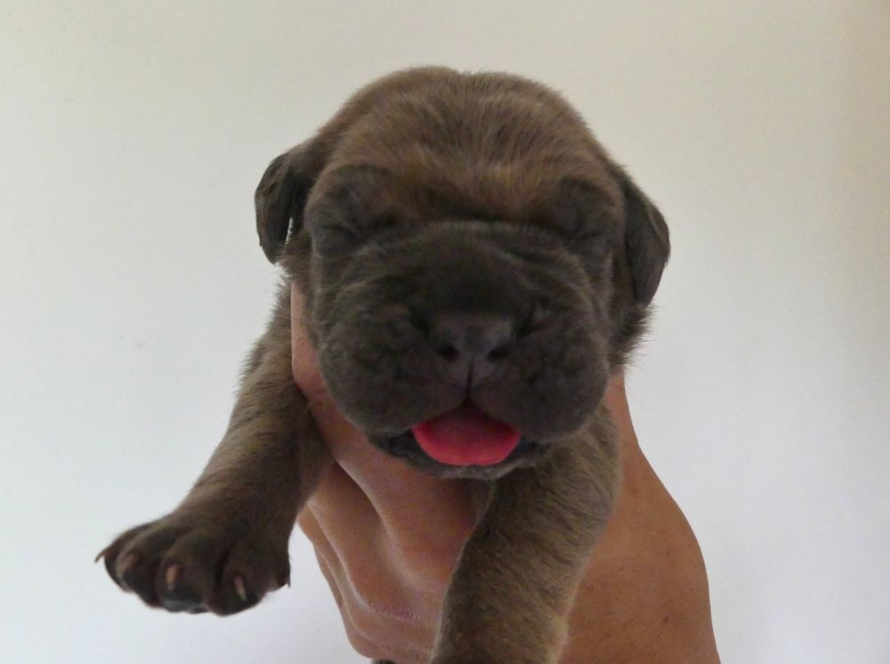 Des Gardiens De Cebenna - Chiots disponibles - Cane Corso