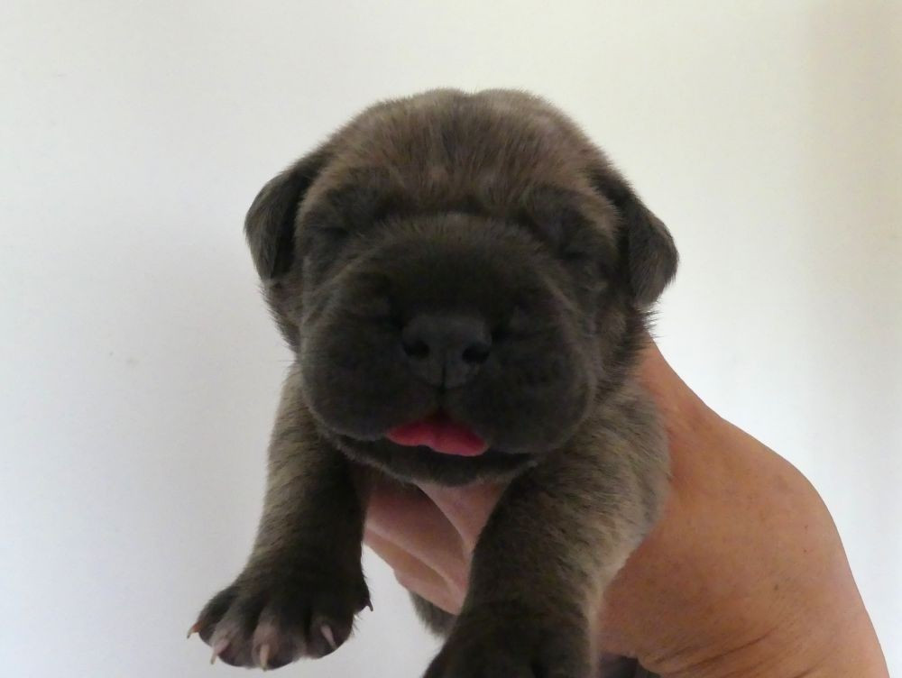 Des Gardiens De Cebenna - Chiots disponibles - Cane Corso
