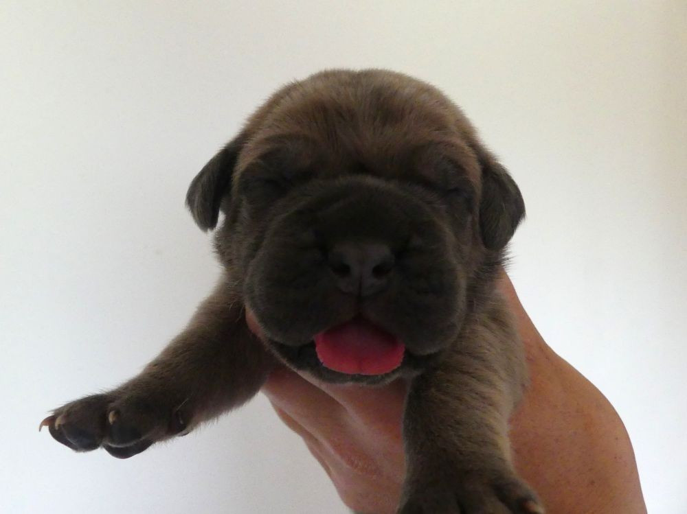 Des Gardiens De Cebenna - Chiots disponibles - Cane Corso