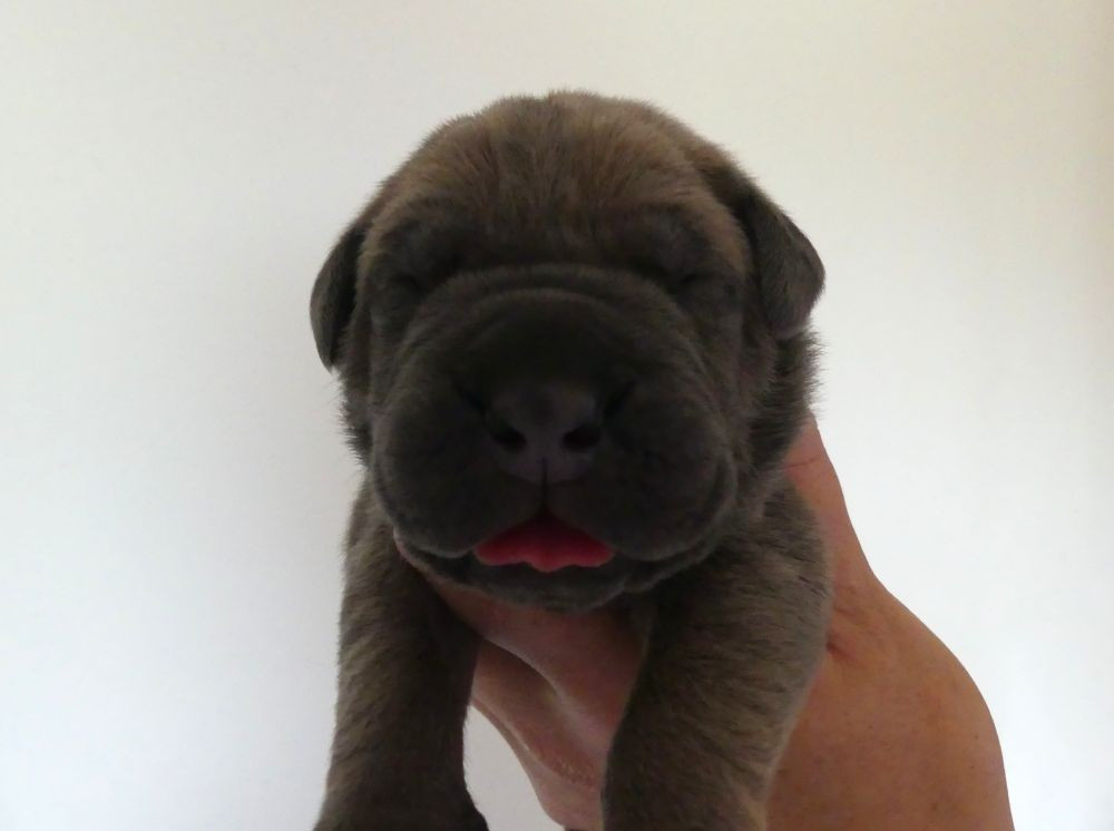Des Gardiens De Cebenna - Chiots disponibles - Cane Corso