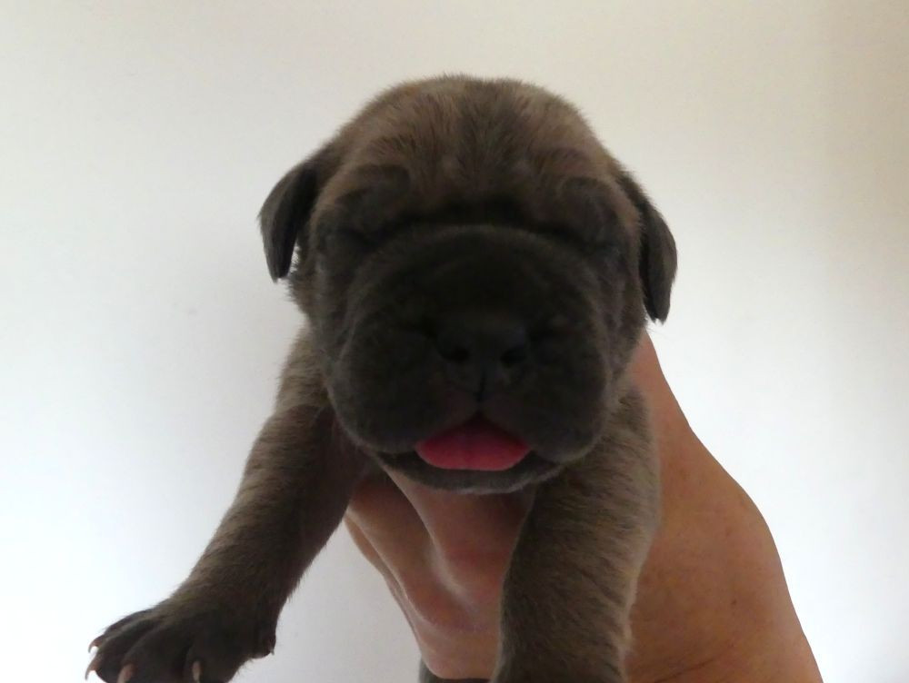 Des Gardiens De Cebenna - Chiots disponibles - Cane Corso