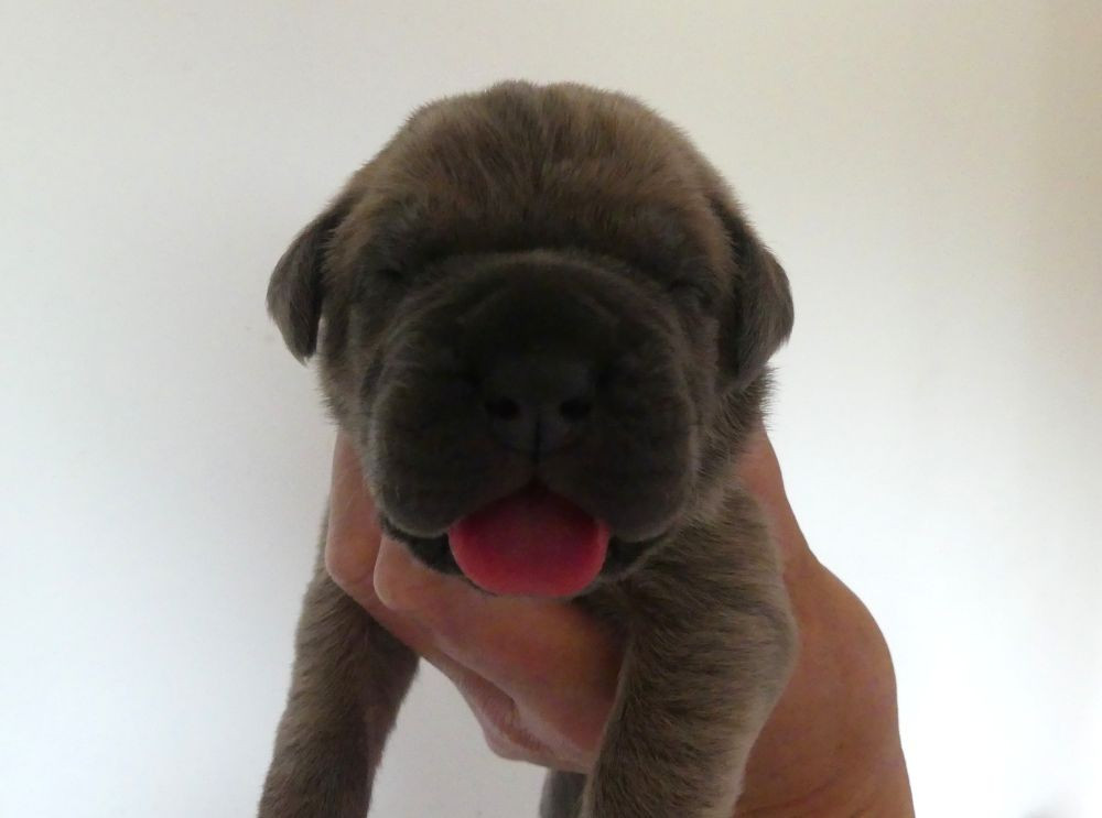 Des Gardiens De Cebenna - Chiots disponibles - Cane Corso