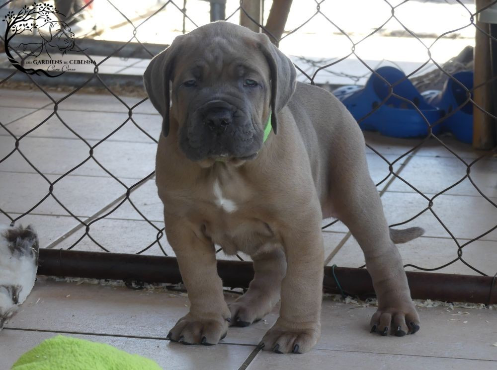 Des Gardiens De Cebenna - Chiots disponibles - Cane Corso