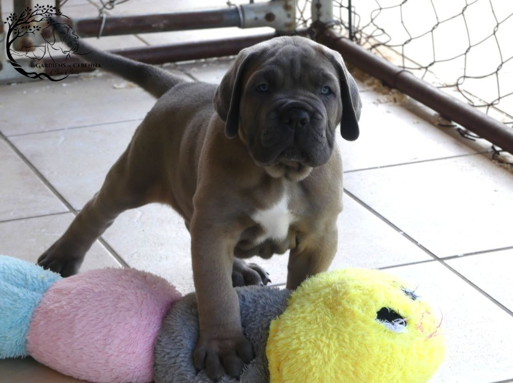 Des Gardiens De Cebenna - Chiots disponibles - Cane Corso