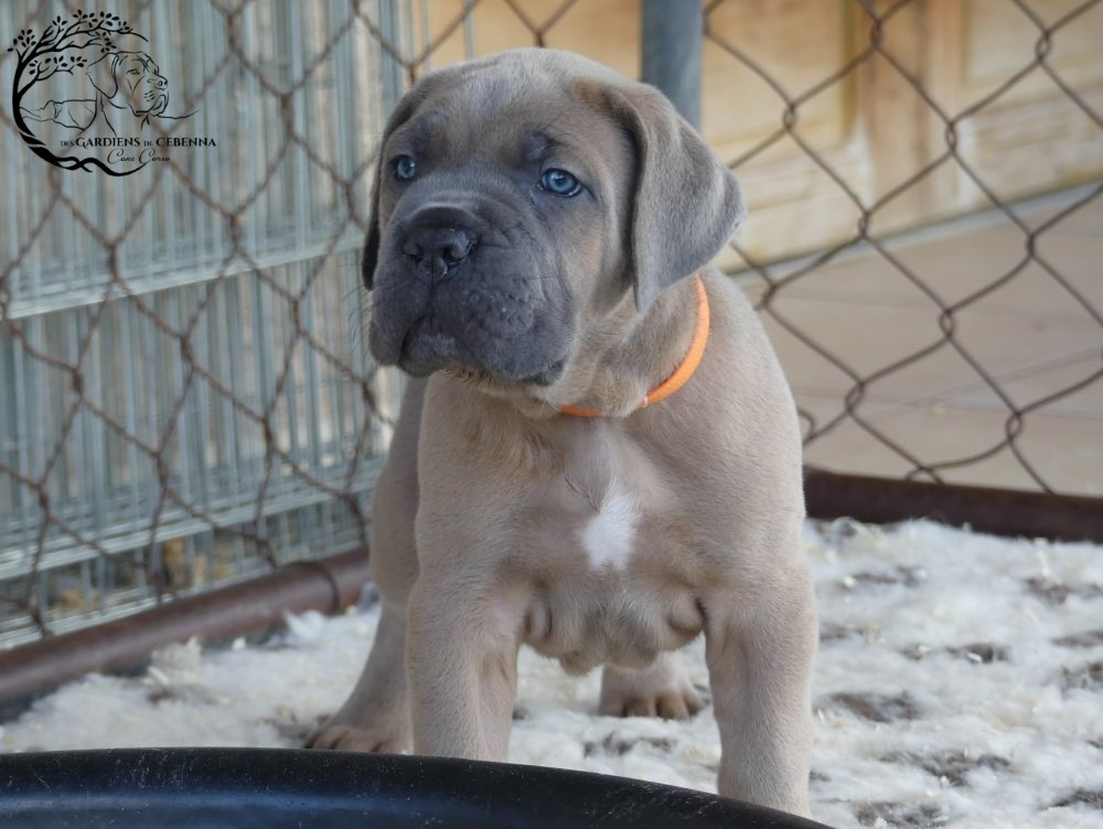 Des Gardiens De Cebenna - Chiots disponibles - Cane Corso
