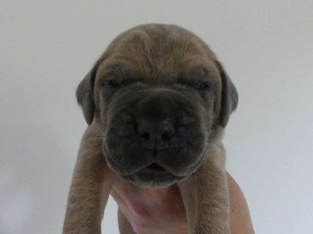 Des Gardiens De Cebenna - Chiots disponibles - Cane Corso