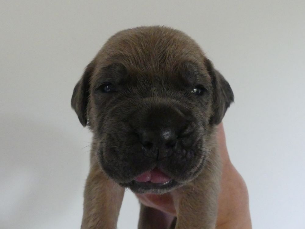 Des Gardiens De Cebenna - Chiots disponibles - Cane Corso