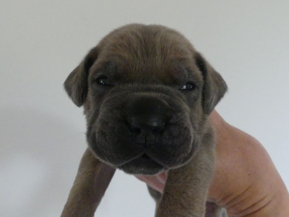 Des Gardiens De Cebenna - Chiots disponibles - Cane Corso