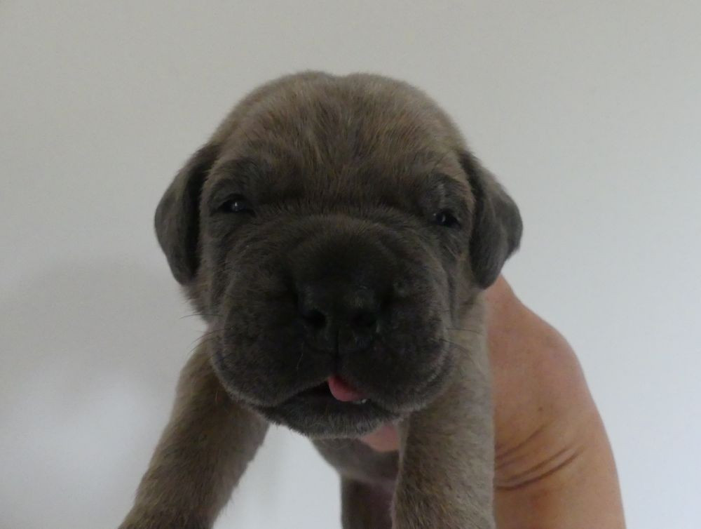 Des Gardiens De Cebenna - Chiots disponibles - Cane Corso