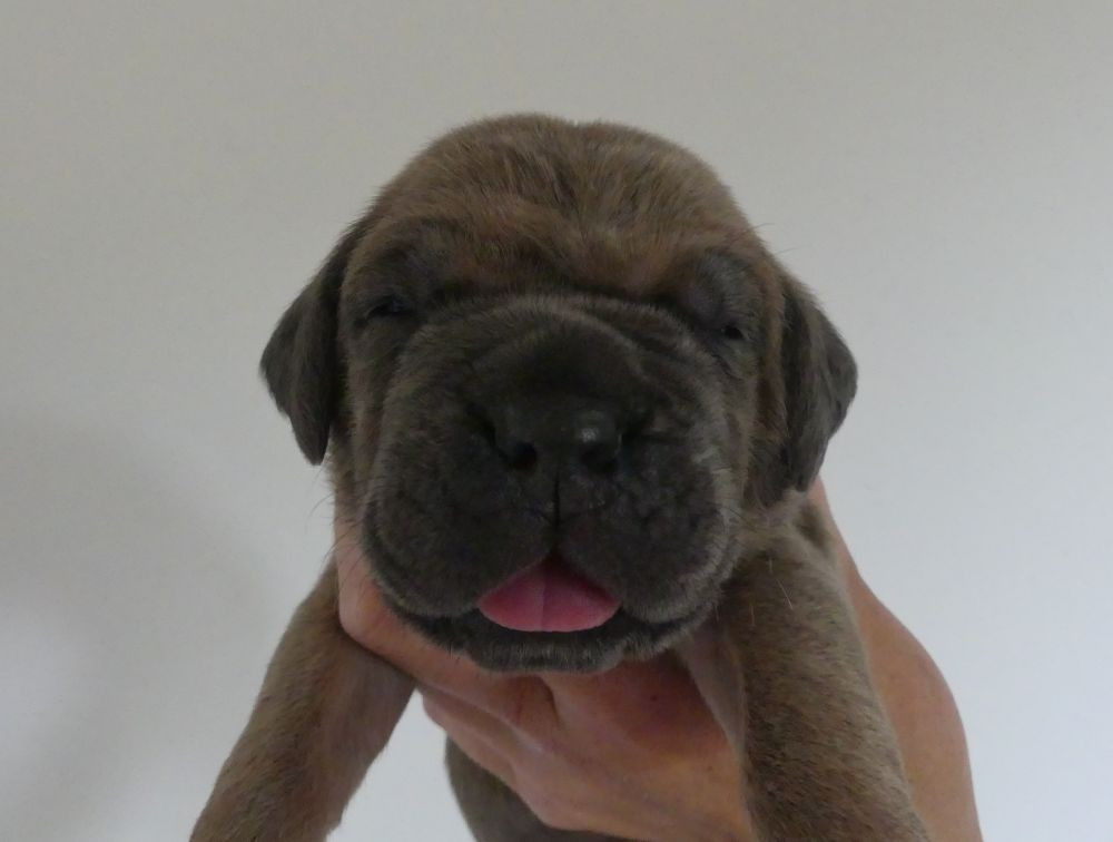 Des Gardiens De Cebenna - Chiots disponibles - Cane Corso