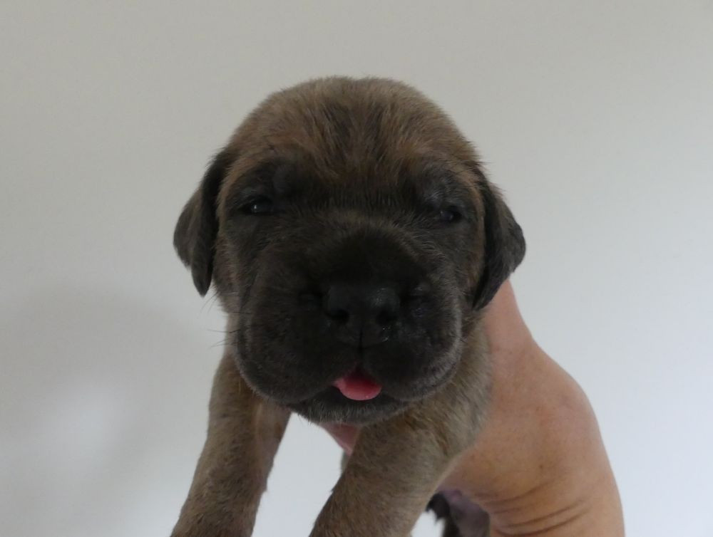 Des Gardiens De Cebenna - Chiots disponibles - Cane Corso