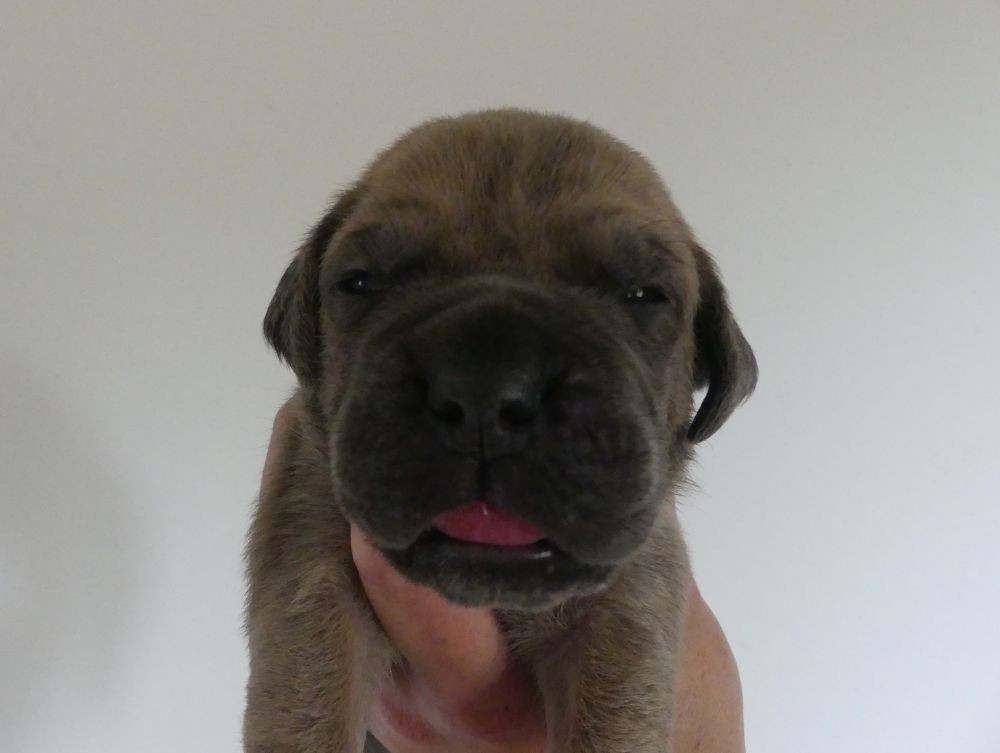 Des Gardiens De Cebenna - Chiots disponibles - Cane Corso