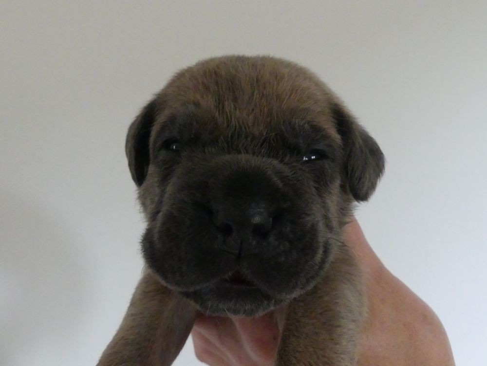Des Gardiens De Cebenna - Chiots disponibles - Cane Corso
